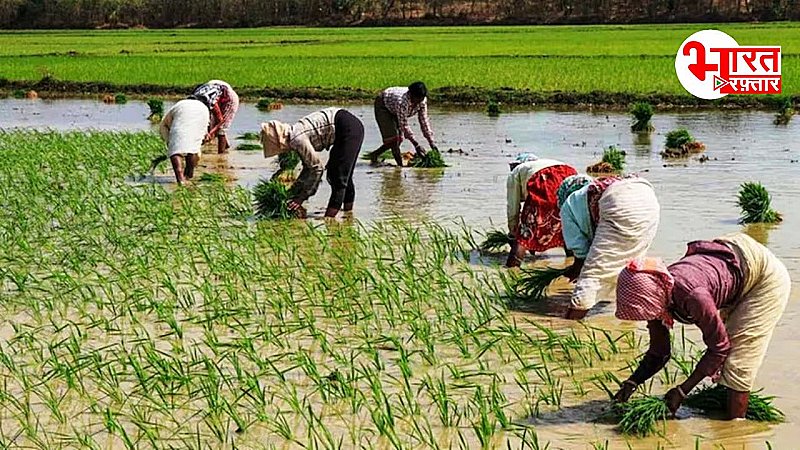 नए साल पर किसानों को मिला डबल तोहफा, सरकार ने फसल बीमा विस्तार के साथ ही सब्सिडी बढ़ाने का बनाया प्लान!