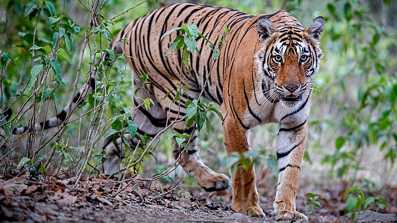 MP Tigress In Rajasthan: बाघ बढ़ाएंगे राजस्थान की रौनक, MP से आ रही हैं 4बाघिन, जानें इस बड़े कदम का मकसद