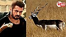 जानिए राजस्थान के काले हिरण केस की क्यों हो रही अचानक चर्चा, सलमान समेत तमाम आरोपी एक्टर्स की बढ़ी मुश्किलें