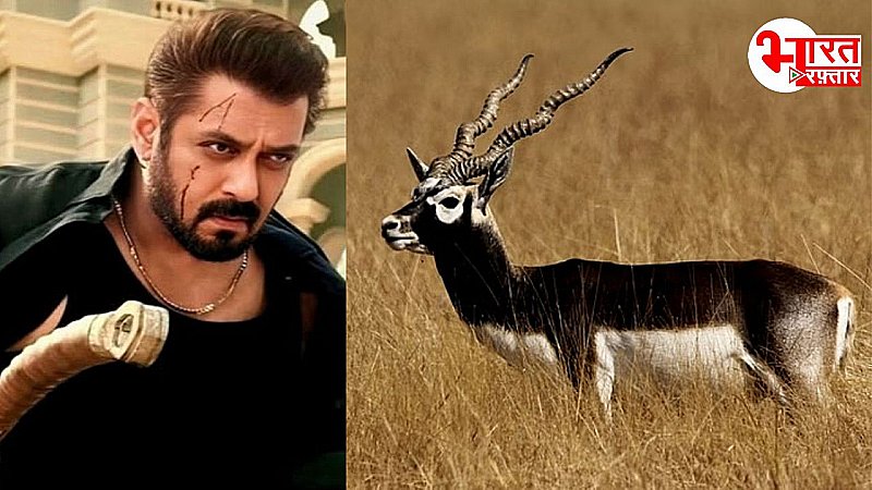 जानिए राजस्थान के काले हिरण केस की क्यों हो रही अचानक चर्चा, सलमान समेत तमाम आरोपी एक्टर्स की बढ़ी मुश्किलें जानिए राजस्थान के काले हिरण केस की क्यों हो रही अचानक चर्चा, सलमान समेत तमाम आरोपी एक्टर्स की बढ़ी मुश्किलें
